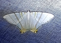 Phrygionis platinata