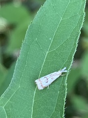 Microcrambus elegans