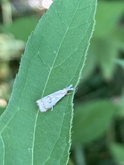 Microcrambus elegans