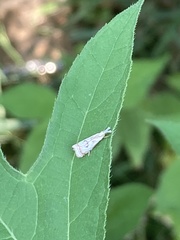 Microcrambus elegans
