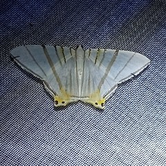 Phrygionis platinata