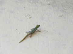 Lygodactylus conraui