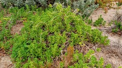 Tetragonia implexicoma