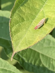 Graphocephala coccinea