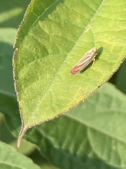 Graphocephala coccinea