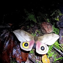 Automeris zugana