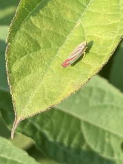Graphocephala coccinea