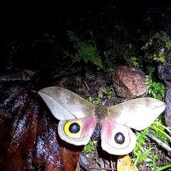 Automeris zugana