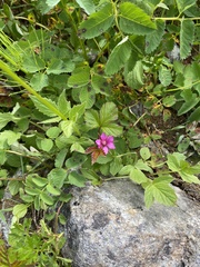 Rubus arcticus