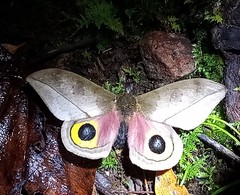Automeris zugana