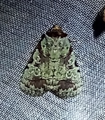 Perigea glaucoptera