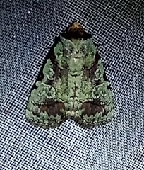 Perigea glaucoptera