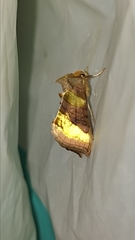 Diachrysia chrysitis