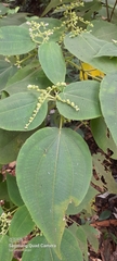 Miconia secunmexicana