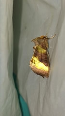 Diachrysia chrysitis