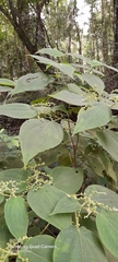 Miconia secunmexicana