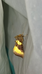 Diachrysia chrysitis