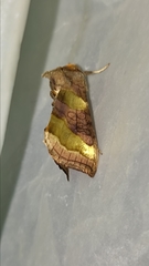 Diachrysia chrysitis