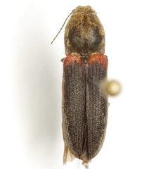 Limonius auripilis