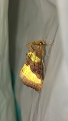 Diachrysia chrysitis