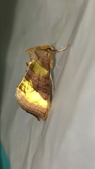 Diachrysia chrysitis