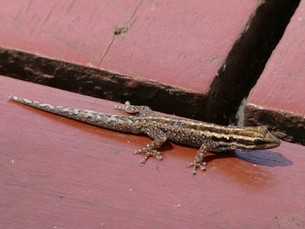 Tsavo Dwarf Gecko