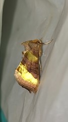 Diachrysia chrysitis