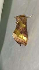 Diachrysia chrysitis