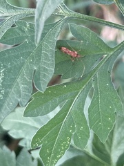 Hemiptera