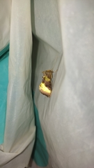 Diachrysia chrysitis