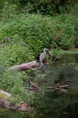 Ardea herodias herodias