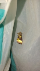 Diachrysia chrysitis