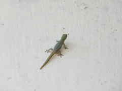 Lygodactylus conraui