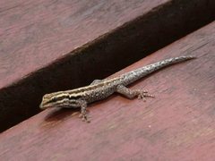 Lygodactylus tsavoensis