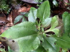 Tripterospermum taiwanense