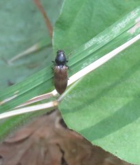 Hemicrepidius pallidipennis