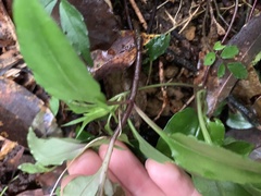 Tripterospermum taiwanense