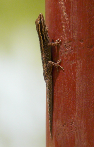Lygodactylus tsavoensis
