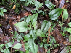 Tripterospermum taiwanense