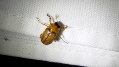 Cyclocephala borealis