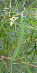 Acacia longissima