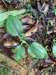 Tripterospermum taiwanense