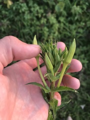 Oenothera biennis