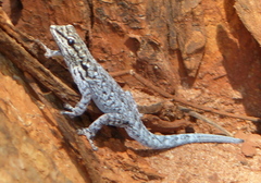 Lygodactylus chobiensis