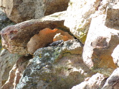 Urosaurus bicarinatus