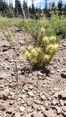 Castilleja pilosa