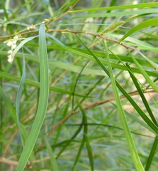 Acacia longissima
