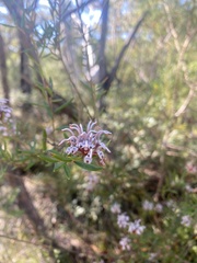 Grevillea sphacelata