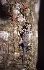 Lygodactylus mombasicus
