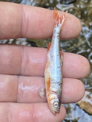 Lythrurus fasciolaris